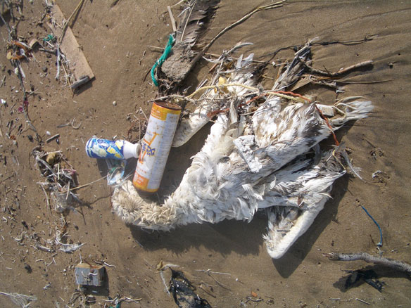 Kenya: Marine debris threaten to suffocate sea animals