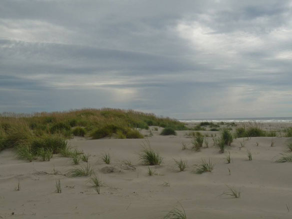 sand-dune-willipa-bay