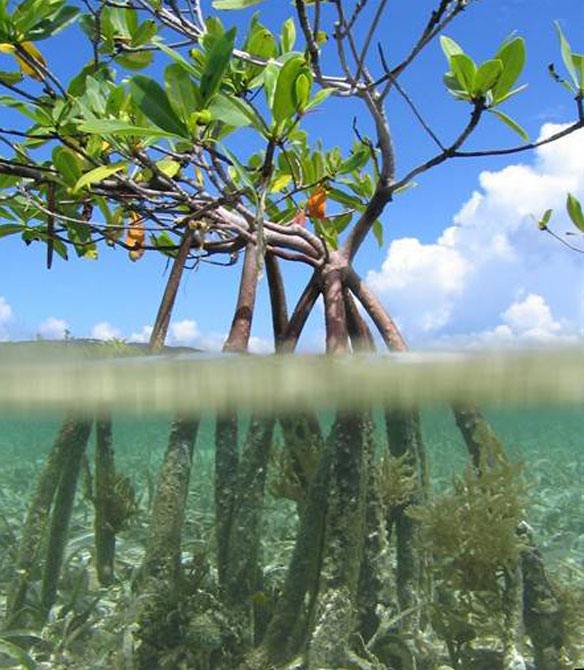 blue-carbon-mangrove