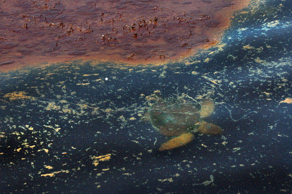bp-oil-spill-turtle