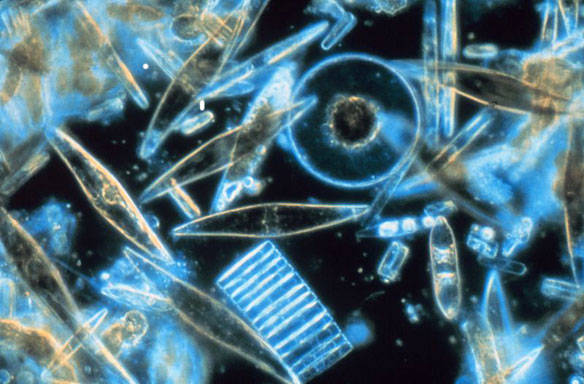 diatoms-phytoplankton