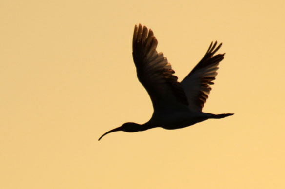 ibis-sunset