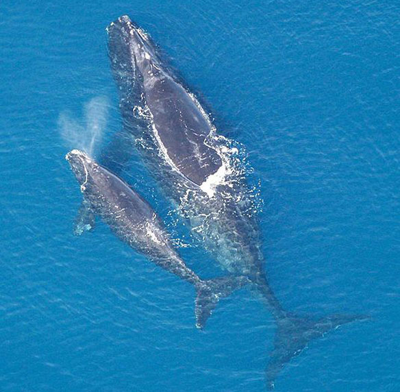right-whales