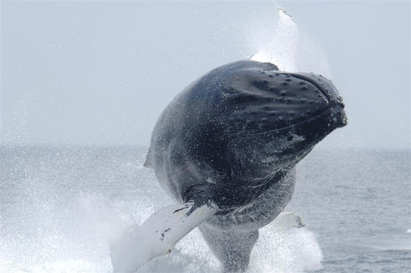 40 tons of flying humpback defying gravity. 