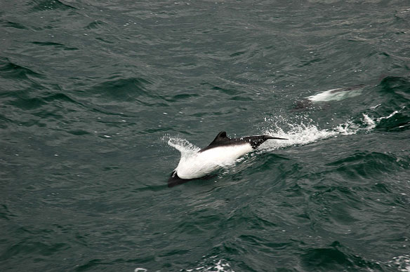 commerson-dolphin