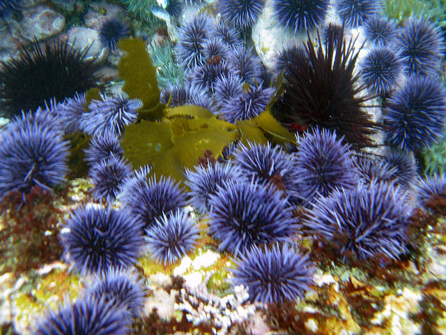 purple-sea-urchins