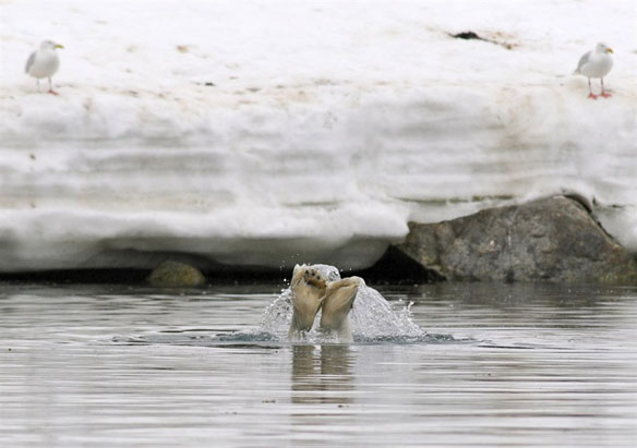 Most polar bears to disappear by 2100, study predicts