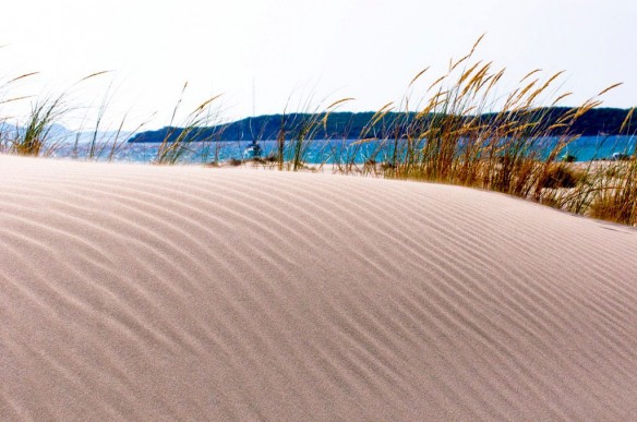 sand-dune-grass