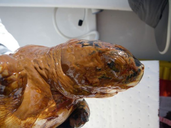 oiled-turtle