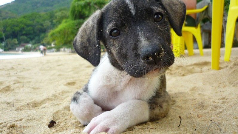 puppy-beach