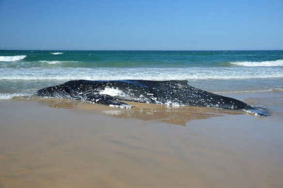 humpback-stranded