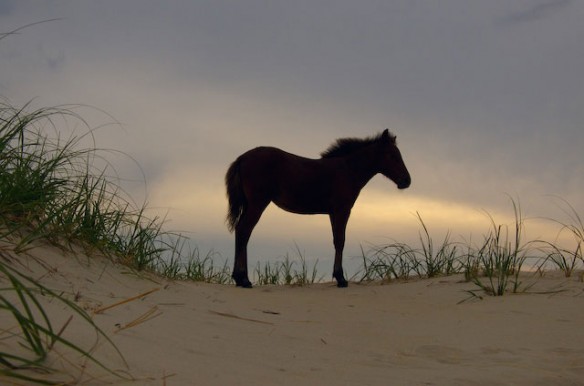horse-dune-nc