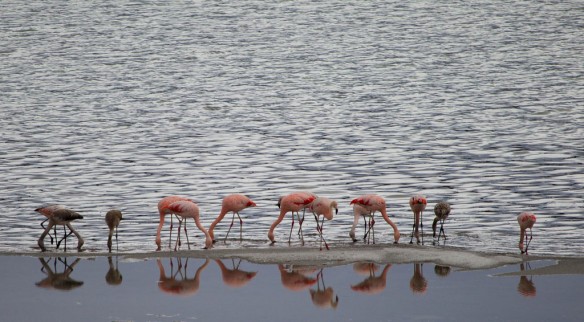 chilean-flamingos-patagonia