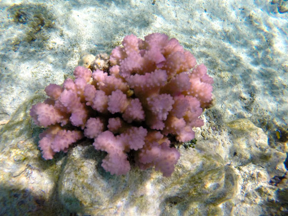 corail-rose