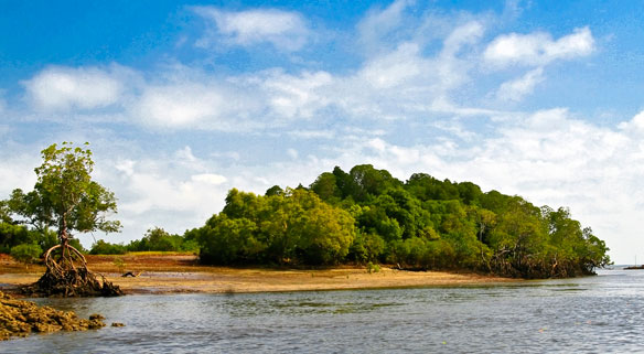 mangrove-lamu-kenya