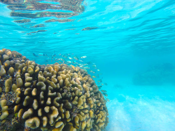 Integrating social and ecological science for effective coral reef conservation