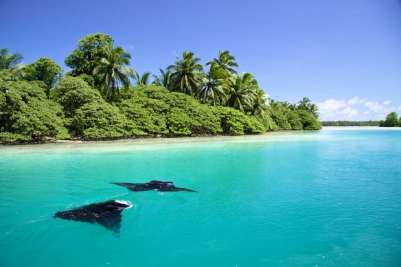 palmyra-atoll-mantas