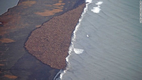 walruses-beach-noaa