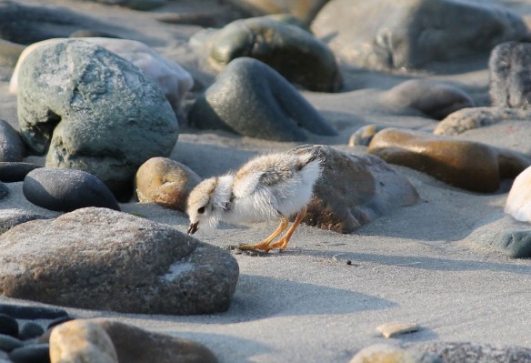 piping-plover