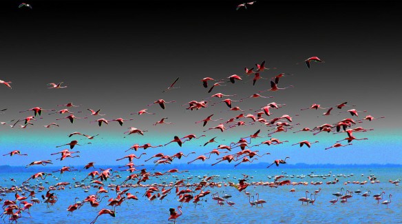 flamingo-camargue-wetland