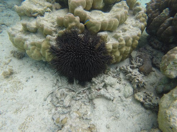 coral-eating-starfish