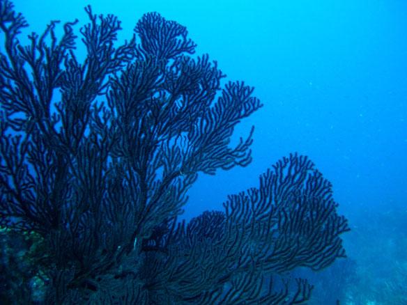 Great Barrier Reef Corals Eat Plastic