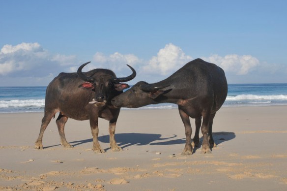 beach-bulls-coastal-care