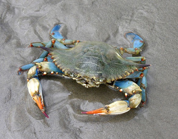 blue-crab-atlantic