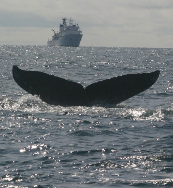 whale-ship