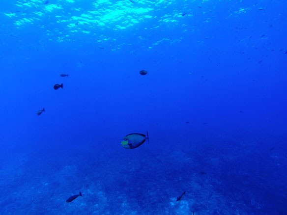underwater-fish