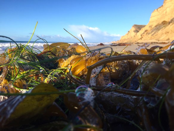 seaweed-coastal-care