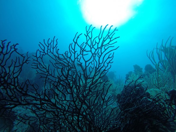 blue-sun-coral-max