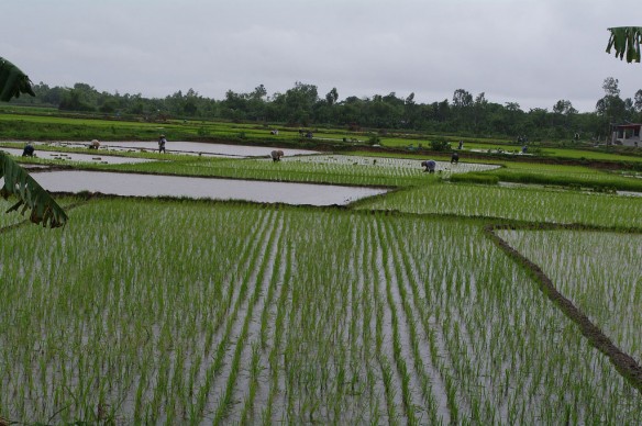rice-field-vietnam