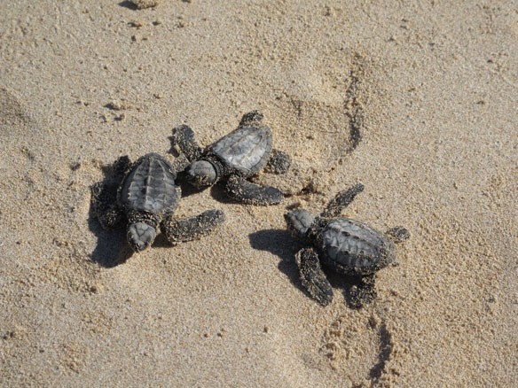 three-turtles