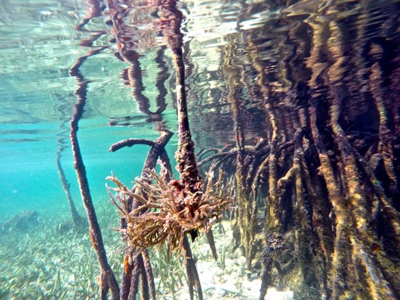 mangrove-coastalcare-2