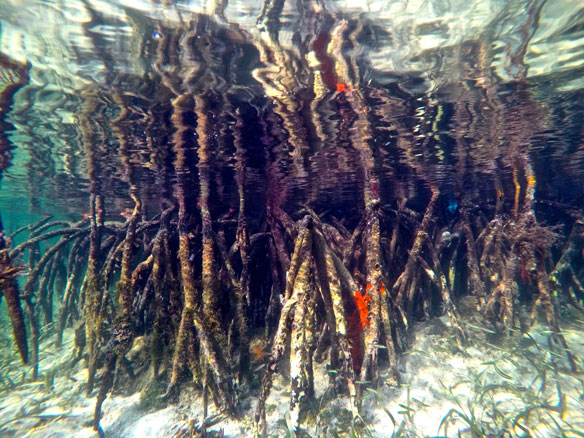 Mangroves under threat, Solomon Islands