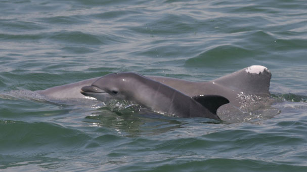 Gulf of Mexico perinatal dolphin deaths likely result of oil exposure