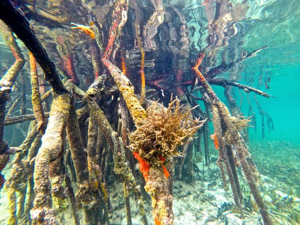 Mangroves: The Forests of the Tide
