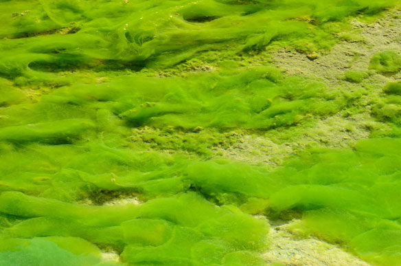 green-algae