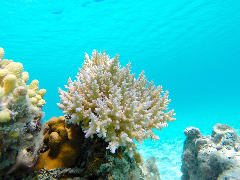 Massive Coral Colony Found in American Samoa