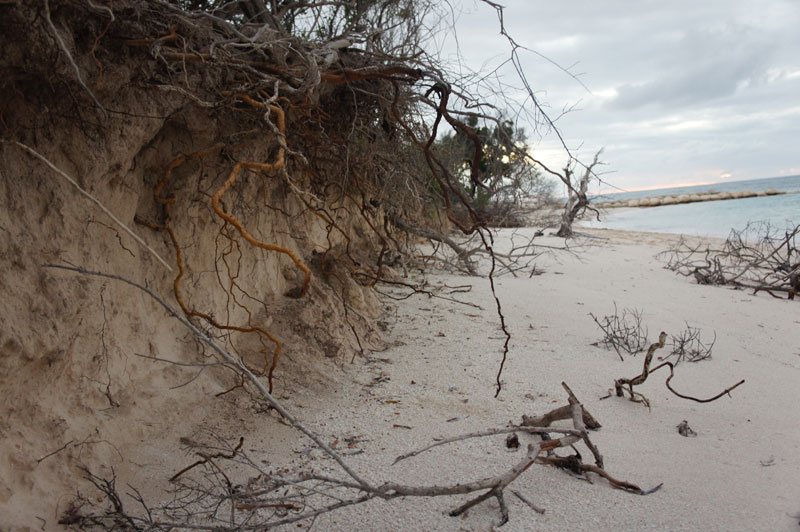 Sea-level rise is creating ‘ghost forests’ on an American coast