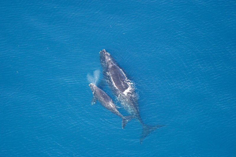 We’re watching them die’: can right whales pull back from the brink?