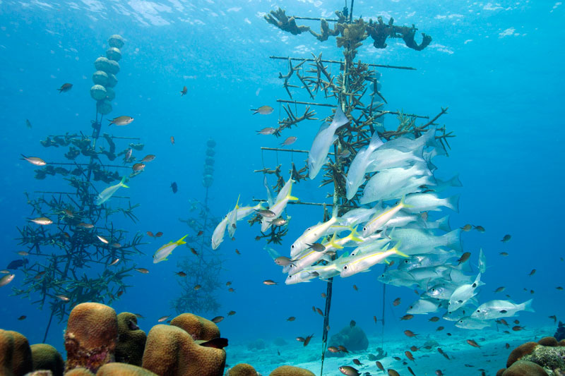 Beyond Preservation: The Coral Restoration Foundation Bonaire; By Andrew Jalbert