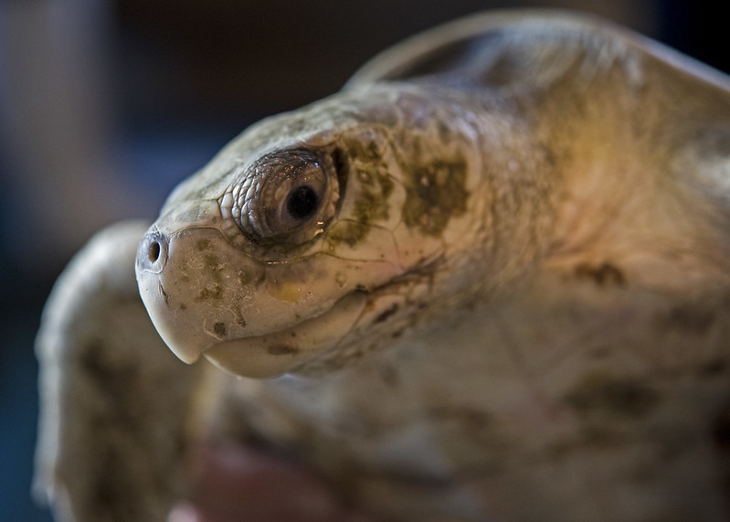 Kemp's Ridley sea turtle (by Andy Wraithmell, Florida Fish and Wildlife CC BY-ND 2.0)
