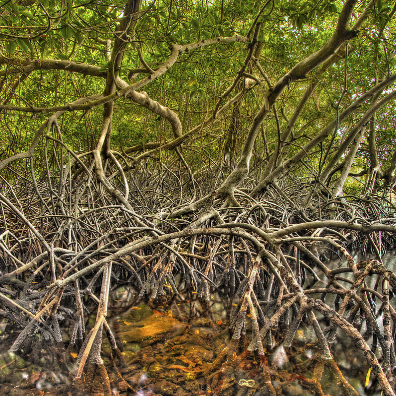 Mangrove (by Carlos Andrés Reyes CC BY 2.0 via Flickr).