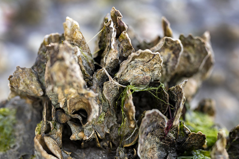 Detail of an oyster reef (photo by Johnny Andrews, The University of North Carolina at Chapel Hill CC BY-NC-ND 2.0 via Flickr).