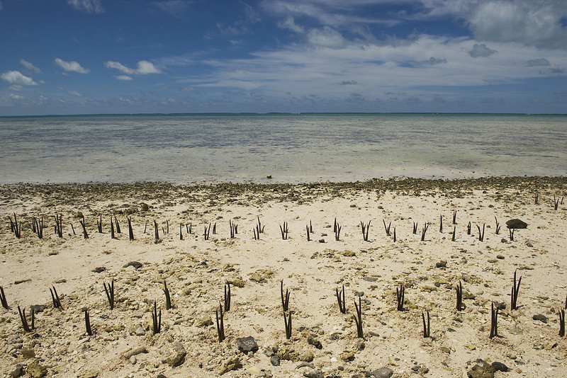 A view of mangrove shoots planted by Secretary-General Ban Ki-moon and others on Tarawa, an atoll in the Pacific island nation of Kiribati, 2011(by Eskinder Debebe, UN Photo CC BY-NC-ND 2.0 via Flickr).