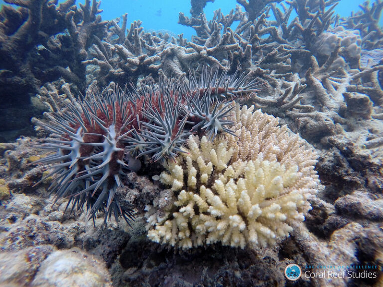 The few survivor corals of the 2016 bleaching event are now facing increased per capita predation by coral-eating Crown of Thorns starfish and Drupella snails (courtesy of ARC CoE for Coral Reef Studies/ Gergely Torda CC BY-ND 2.0 via Flickr).