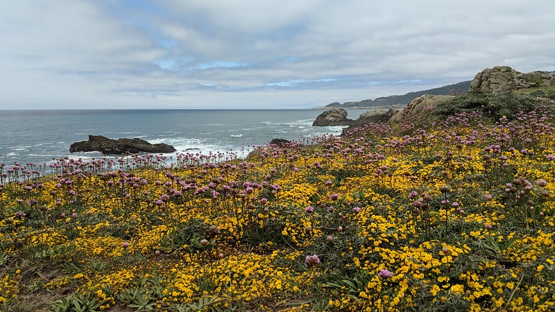 Ocean with flowers - Salt Point State Park, CA (by Alyosha Efros CC BY-NC 2.0 via Flickr).