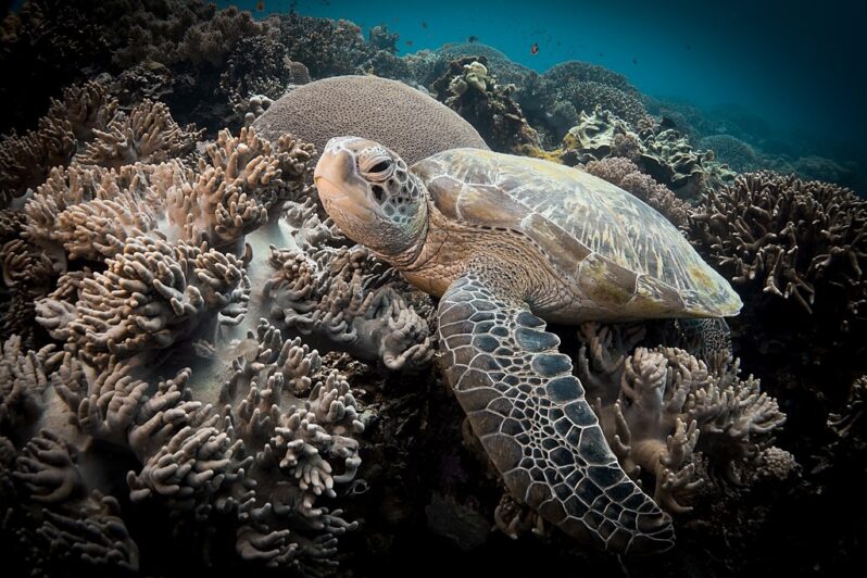 Sea Turtle in Apo Island (by Anna Varona, CC BY 4.0, via Wikimedia Commons).